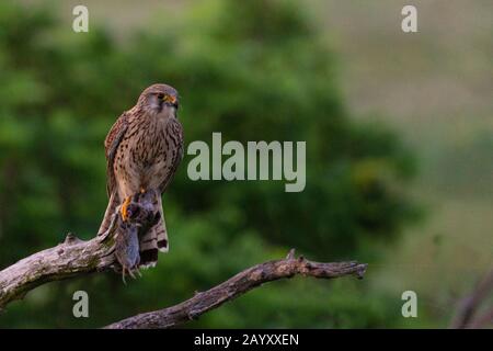 Gemeinsamer Kestrel, Ffalco, Tinnunculus, in einem alten Baum sitzend, Weibchen mit einem Volke in ihren Klauen, Kiskunsági Nemzeti Nationalpark, Ungarn Stockfoto