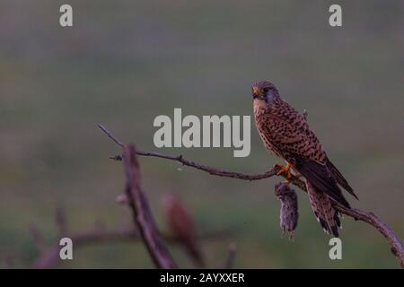 Gemeinsamer Kestrel, Ffalco, Tinnunculus, in einem alten Baum sitzend, Weibchen mit einem Volke in ihren Klauen, Kiskunsági Nemzeti Nationalpark, Ungarn Stockfoto