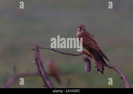 Gemeinsamer Kestrel, Ffalco, Tinnunculus, in einem alten Baum sitzend, Weibchen mit einem Volke in ihren Klauen, Kiskunsági Nemzeti Nationalpark, Ungarn Stockfoto