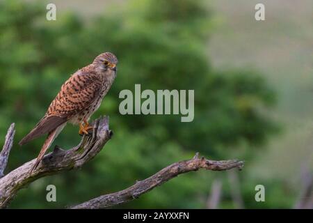 Gemeinsamer Kestrel, Ffalco, Tinnunculus, in einem alten Baum sitzendes Weibchen, Nationalpark Kiskunsági Nemzeti, Ungarn Stockfoto