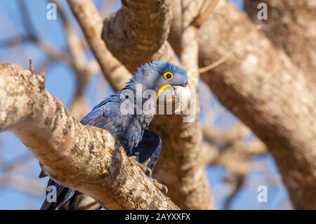 Hyazinth-Makaw (Anodorhynchus hyacinthinus) auf dem Zweig des Baumes auf der Caiman Ranch im südlichen Pantanal, Mato Grosso Provinz Brasilien. Stockfoto