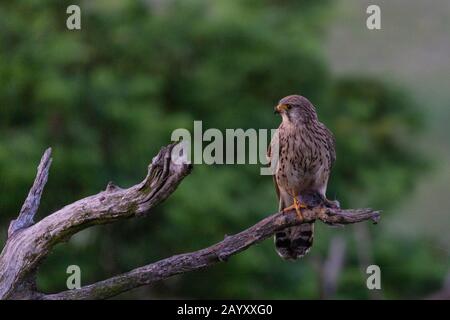 Gemeinsamer Kestrel, Ffalco, Tinnunculus, in einem alten Baum sitzend, Weibchen mit einem Volke in ihren Klauen, Kiskunsági Nemzeti Nationalpark, Ungarn Stockfoto