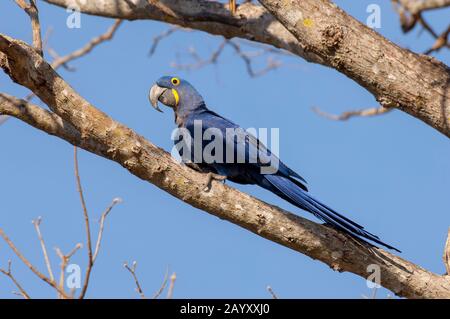 Hyazinth-Makaw (Anodorhynchus hyacinthinus) auf dem Zweig des Baumes auf der Caiman Ranch im südlichen Pantanal, Mato Grosso Provinz Brasilien. Stockfoto