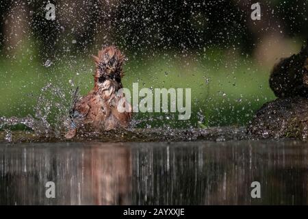 Gemeinsamer jay, Garrulus glandarius badet, Kiskunsági Nemzeti Park, Ungarn Stockfoto