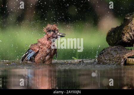 Gemeinsamer jay, Garrulus glandarius badet, Kiskunsági Nemzeti Park, Ungarn Stockfoto