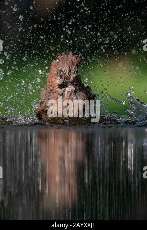 Gemeinsamer jay, Garrulus glandarius badet, Kiskunsági Nemzeti Park, Ungarn Stockfoto
