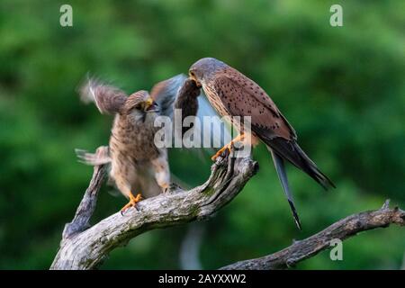 Gemeinsamer Kestrel, Ffalco, Tinnunculus, in einem alten Baum sitzend, männlich, der dem Weibchen einen Volke gibt, Kiskunsági Nemzeti Nationalpark, Ungarn Stockfoto