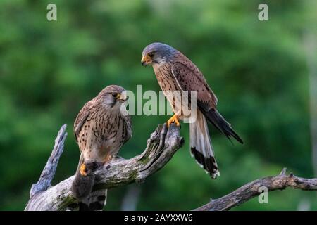 Gemeinsamer Kestrel, Ffalco, Tinnunculus, in einem alten Baum sitzend, männlich und weiblich, Weibchen mit einem Vole in ihren Klauen, Kiskunsági Nemzeti national Stockfoto