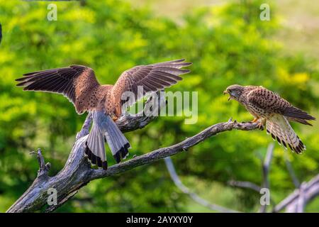 Zwei gewöhnliche Kestrel, Falco, Tinnunculus, in einem alten Baum sitzend, männlich einfliegend und weiblich sitzend zum Männchen, Kiskunsági Nemzeti national PA Stockfoto