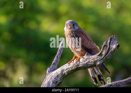 Gemeinsamer Kestrel, Ffalco, Tinnunculus, männlich in einem alten Baum sitzend, Kiskunsági Nemzeti Nationalpark, Ungarn Stockfoto