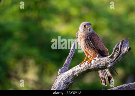 Gemeinsamer Kestrel, Ffalco, Tinnunculus, männlich in einem alten Baum sitzend, Kiskunsági Nemzeti Nationalpark, Ungarn Stockfoto