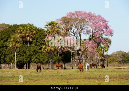 Ein blühender Pink Trompete Baum (Tabebuia heterophylla) und Pferde auf der Caiman Ranch im südlichen Pantanal in Brasilien. Stockfoto