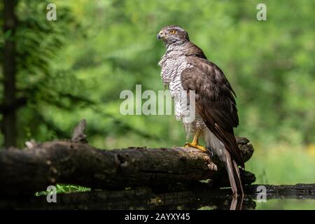 Nordgoshawk, Accipiter gentilis, auf einem alten Baumstamm sitzend, Kiskunság Nemzeti Park, Ungarn Stockfoto