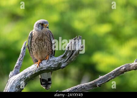 Gemeinsamer Kestrel, Ffalco, Tinnunculus, männlich in einem alten Baum sitzend, Kiskunsági Nemzeti Nationalpark, Ungarn Stockfoto