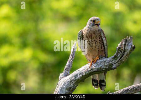 Gemeinsamer Kestrel, Ffalco, Tinnunculus, männlich in einem alten Baum mit offenem Schnabel sitzend, Kiskunsági Nemzeti Nationalpark, Ungarn Stockfoto