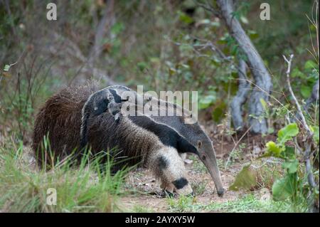 Eine Mutter des bedrohten Riesenanteaters (Myrmecophaga tridactyla) trägt ihr Baby auf dem Rücken auf der Caiman Ranch im südlichen Pantanal in Brasilien. Stockfoto