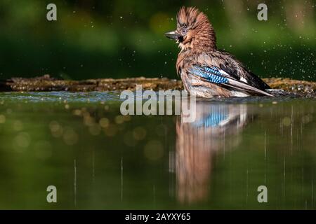 Gemeinsamer jay, Garrulus glandarius badet, Kiskunsági Nemzeti Park, Ungarn Stockfoto