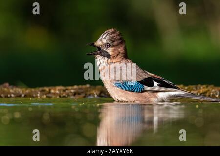 Gemeinsamer jay, Garrulus glandarius badet, Kiskunsági Nemzeti Park, Ungarn Stockfoto