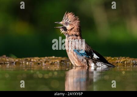 Gemeinsamer jay, Garrulus glandarius badet, Kiskunsági Nemzeti Park, Ungarn Stockfoto