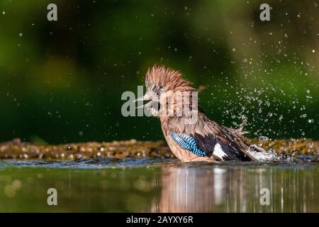 Gemeinsamer jay, Garrulus glandarius badet, Kiskunsági Nemzeti Park, Ungarn Stockfoto