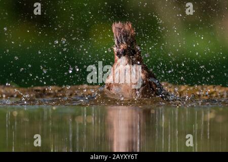 Gemeinsamer jay, Garrulus glandarius badet, Kiskunsági Nemzeti Park, Ungarn Stockfoto