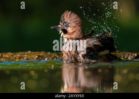 Gemeinsamer jay, Garrulus glandarius badet, Kiskunsági Nemzeti Park, Ungarn Stockfoto