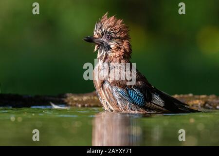 Gemeinsamer jay, Garrulus glandarius badet, Kiskunsági Nemzeti Park, Ungarn Stockfoto