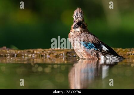 Gemeinsamer jay, Garrulus glandarius badet, Kiskunsági Nemzeti Park, Ungarn Stockfoto
