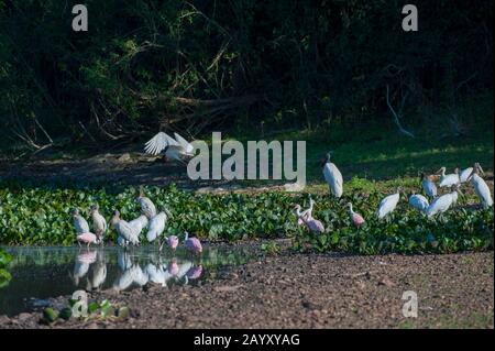 Eine Gruppe von Jabiru-Störchen (Jabiru mycteria), Holzstörchen (Mycteria Americana) und Roseate Spoonbills (Platalea ajaja) an einem Teich auf der San Francisco Ranch Stockfoto