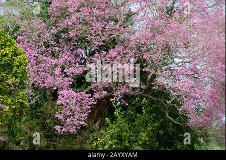 Ein blühender Pink Trompete Baum (Tabebuia heterophylla) auf der Caiman Ranch im südlichen Pantanal in Brasilien. Stockfoto