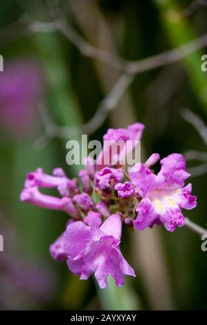 Nahaufnahme einer Blume des rosafarbenen Trompeterbaums (Tabebuia heterophylla) auf der Caiman Ranch im südlichen Pantanal in Brasilien. Stockfoto