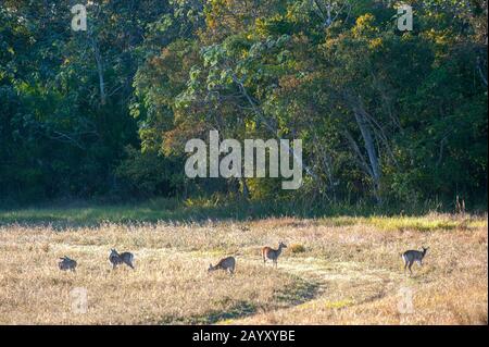 Pampas Deer (Ozotoceros bezoarticus) auf der Caiman Ranch im südlichen Pantanal in Brasilien. Stockfoto