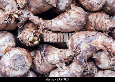 Birnen von Narcissus 'Dutch Master', Trompete Narkodil Birnen. Stockfoto