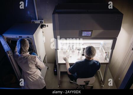 In einem Modernen Laborwissenschaftler führen Experimente durch. Chefforschungswissenschaftler passt Die Probe in einer Petrischale an und Schaut sie Ins Mikroskop. Stockfoto