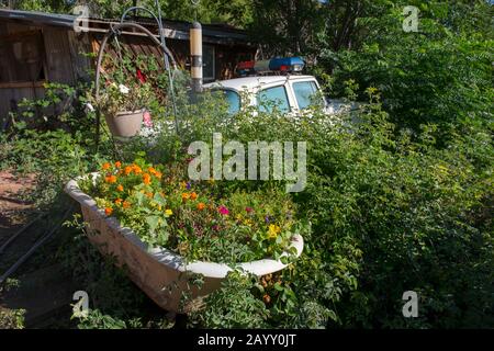 Eine mit Blumen bepflanzte Badewanne und ein alter Polizeiwagen in den Büschen der historischen Goldkönigsmine und der Geisterstadt von den 1890-er außerhalb von Jerome Stockfoto