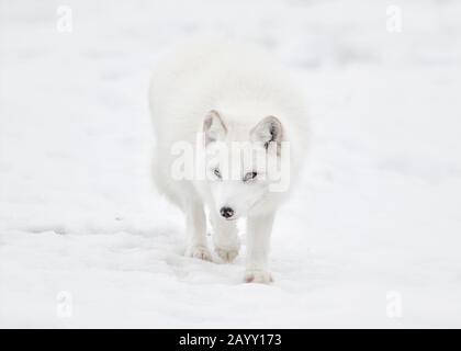 Nahansicht des Arktischen Fuchses, der im Schnee spazieren geht Stockfoto