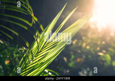Frische grüne Palmen in Sonnenschein, natürlicher Fotohintergrund Stockfoto