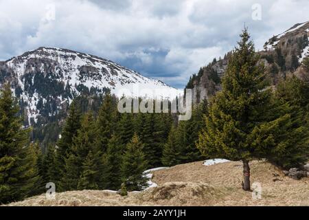 Blick auf die Landschaft über schneebedeckte Berge, Alpengebiet mit Quellgras, schöne wilde Natur, Kiefern, bewölkter Himmel, Karpaten, Rumänien Stockfoto