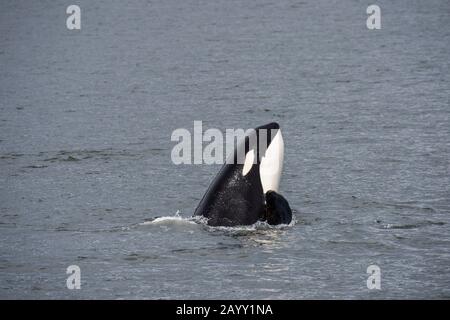 Orca (Killer Whale) spyhoppt vor Wrangell Island, im Südosten Alaskas, USA. Stockfoto