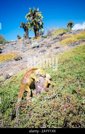 Zwei wilde Galapagos Leguane greifen sich in einem dramatischen Patt gegen die krasse Insellandschaft auf der South Plaza Island (Islote Plaza Sur) an. Stockfoto