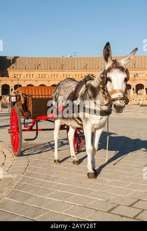 Ein kleiner und lustiger grauer Esel, der sich ausruht, nachdem er eines der traditionellen Autos gezogen hat, die man in der Stadt Sevilla und auf der Plaza de España in Sevilla finden kann. Stockfoto