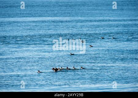 Eine Gruppe Dickflüssiger Murren (Uria lomvia), die in Frederick Sound im Südosten Alaskas, USA, schwimmen. Stockfoto