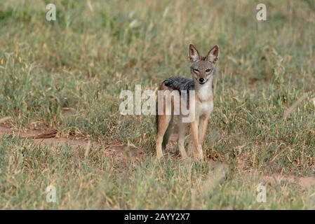 Ein verwinkelter schwarzer Backed Jackal im Tarangire National Park, Afrika Stockfoto