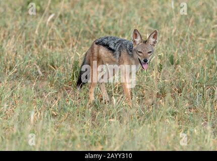 Ein neugieriger Black Backed Jackal, der durch die Savanne des Tarangire National Park, Afrika, spazieren geht Stockfoto