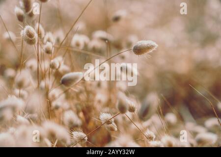 Bunny Schwänze Gras auf Vintage-Stil; natura Hintergrund Stockfoto