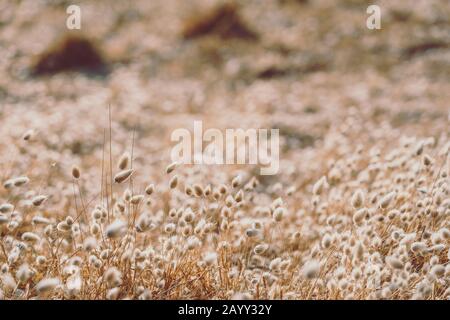 Bunny Schwänze Gras auf Vintage-Stil; natura Hintergrund Stockfoto