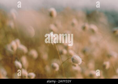 Bunny Schwänze Gras auf Vintage-Stil; natura Hintergrund Stockfoto