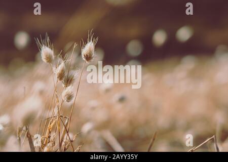 Bunny Schwänze Gras auf Vintage-Stil; natura Hintergrund Stockfoto
