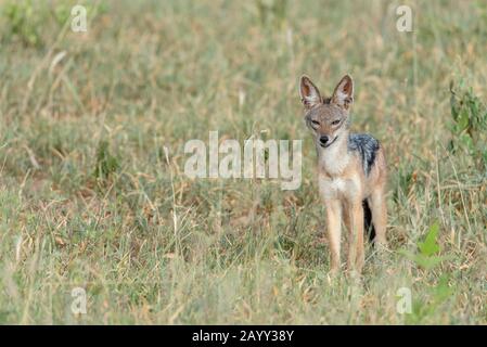 Ein neugieriger Schakal mit schwarzer Rückendeckung im Tarangire National Park, Afrika Stockfoto