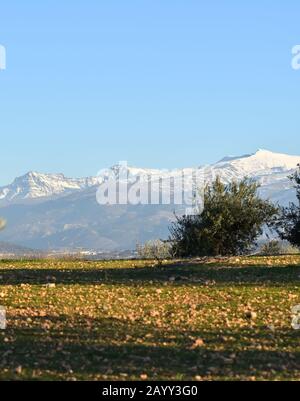 Blick auf die schneebedeckten Gipfel der Sierra Nevada von einem Albolote-Olivenhain in Granada Stockfoto